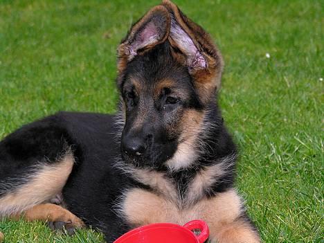 Schæferhund RICO - RICO 12 uger gammel  billede 1