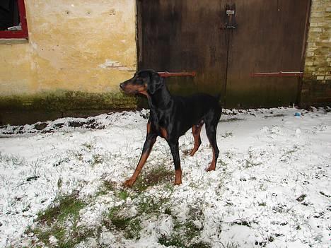 Dobermann Ticko - Ticko i vinterens første sne... ;o) I hans egen have, ved stalden... billede 15