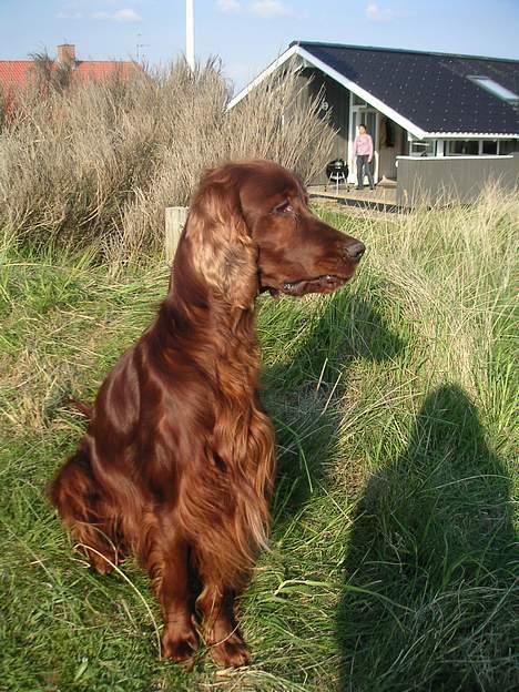 Irsk setter Apollo - vores engel  billede 8