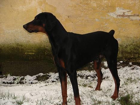 Dobermann Ticko - Ticko i vinterens første sne, igen... ;o)  billede 16