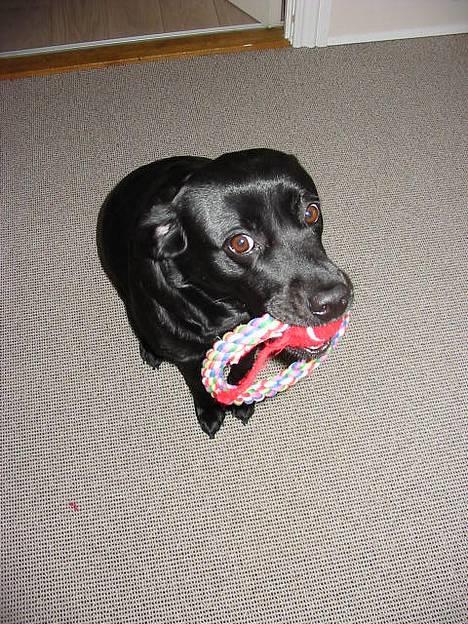 Labrador retriever Berta - se mit legetøj billede 11
