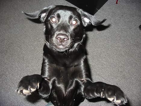 Labrador retriever Berta - hopper lige en tur gennem stuen:O) billede 12