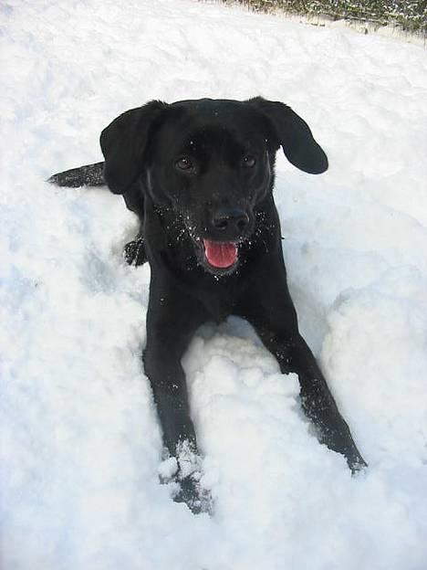 Labrador retriever Berta - elsker sne... billede 13