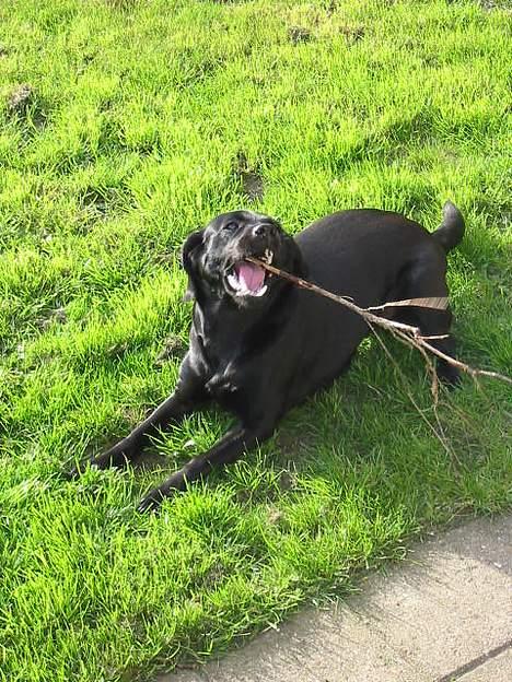 Labrador retriever Berta - umm.. der er nu ikke noget som en go gren... billede 14