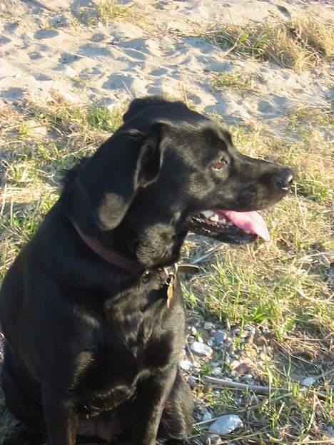 Labrador retriever Berta billede 15