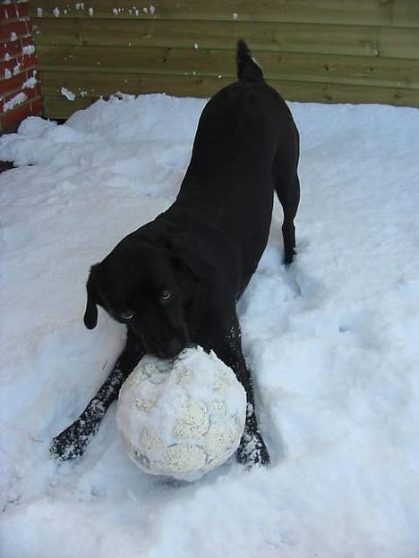 Labrador retriever Berta - Åh ja sne er bare så Lækkert at lege i :-) billede 16