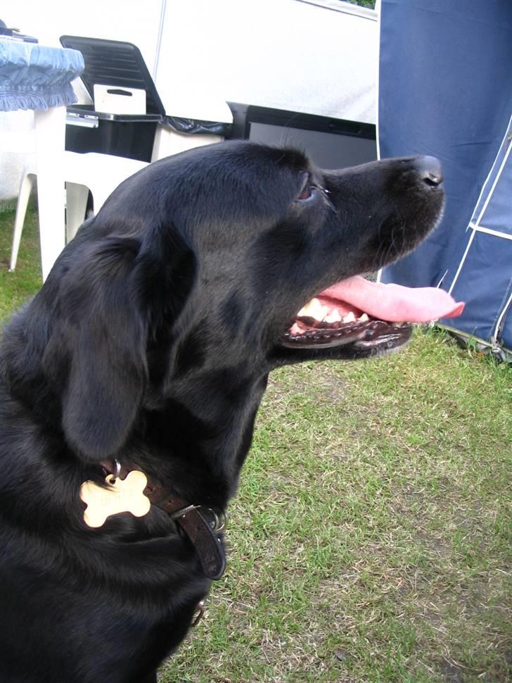 Labrador retriever Berta - Dette billede er taget i 2007 - her er jeg 5år gammel. og på camping... billede 17
