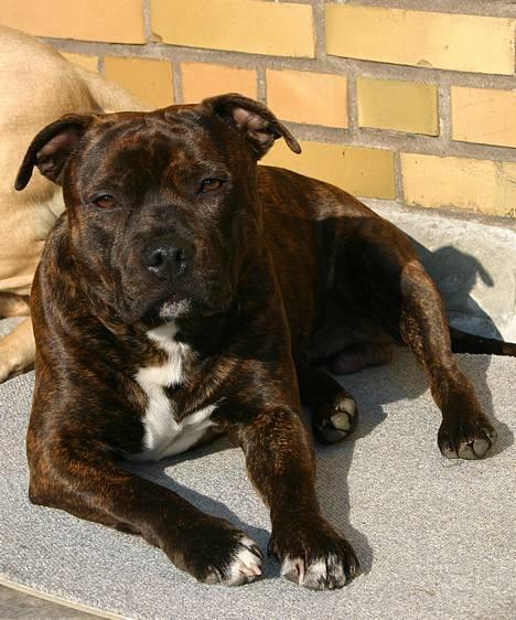 Staffordshire bull terrier DKCH.Enoddens Kind Devil - Devil nyder efterårssolen. billede 13