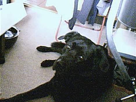 Blanding af racer Bastian - Hov ? Hvem der . ? billede 6