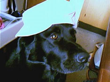 Blanding af racer Bastian - En fræk kasket-bølle . Hehe . billede 7