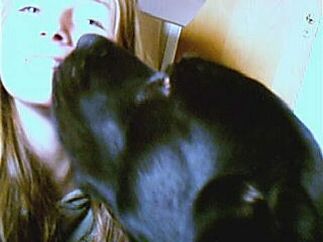 Blanding af racer Bastian - Ejeren får en mysser på hagen .  billede 8