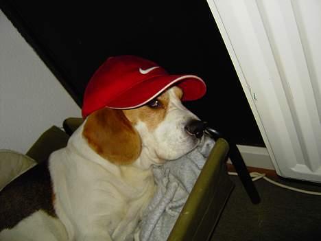 Beagle Gangster Gipsy " Samson" billede 1