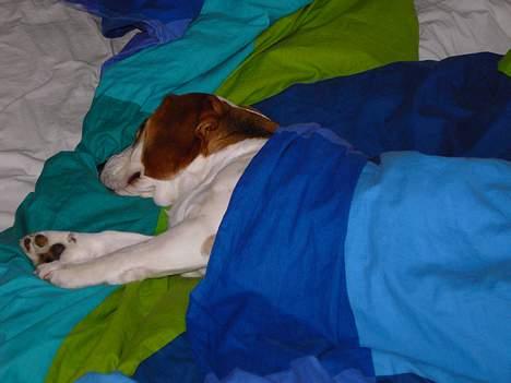 Beagle Gangster Gipsy " Samson" billede 2