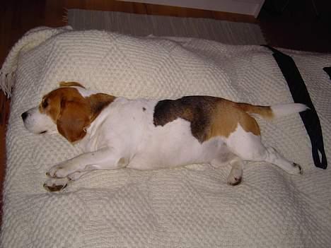 Beagle Gangster Gipsy " Samson" billede 3