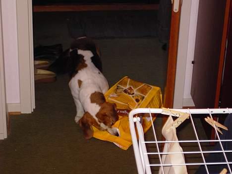 Beagle Gangster Gipsy " Samson" billede 4