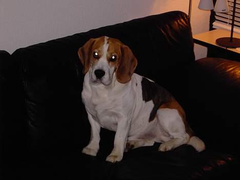 Beagle Gangster Gipsy " Samson" billede 5