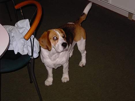 Beagle Gangster Gipsy " Samson" billede 6