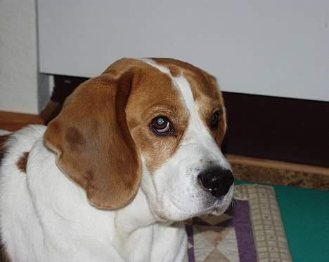 Beagle Gangster Gipsy " Samson" billede 7