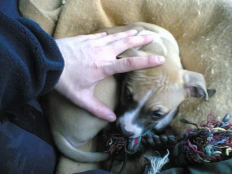 Blanding af racer Deca - lige 9 uger gammel billede 4