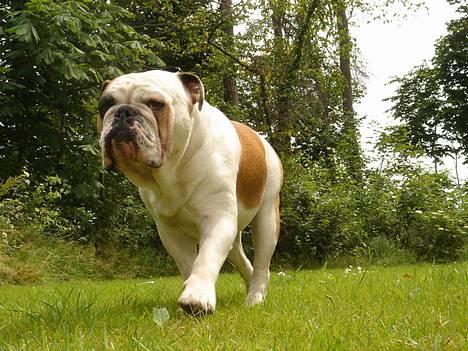 Engelsk bulldog Diesel - Still cool.... Reeespekt................ billede 17