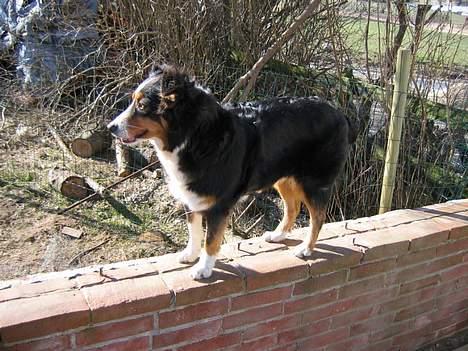 Australian shepherd Olga - Her min mor Kivi,smuk ikke? billede 10