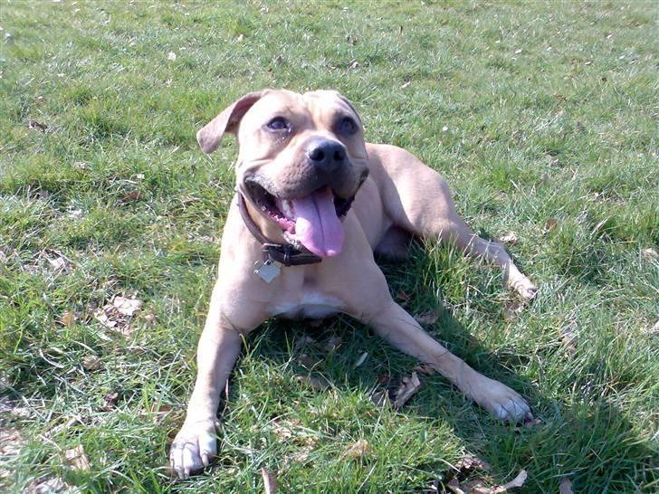 Amerikansk staffordshire terrier Malou Moniq - nyder det gode vejr:) malou d 20 marts 2007 billede 1