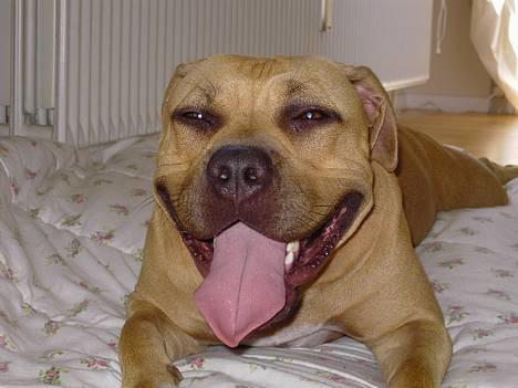 Amerikansk staffordshire terrier Malou Moniq - NYT!!! billede 2