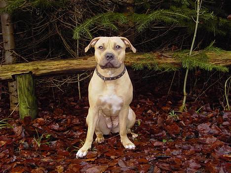 Amerikansk staffordshire terrier Malou Moniq - Malou december 2005 billede 3