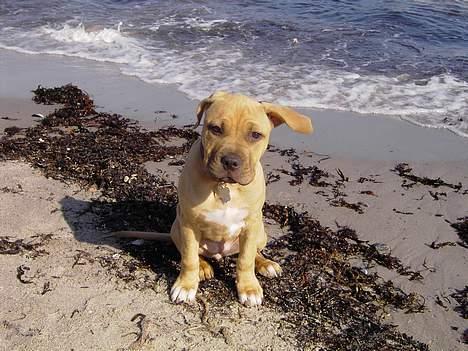 Amerikansk staffordshire terrier Malou Moniq - malou på stranden billede 4