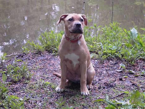 Amerikansk staffordshire terrier Malou Moniq - malou 18 uger billede 5