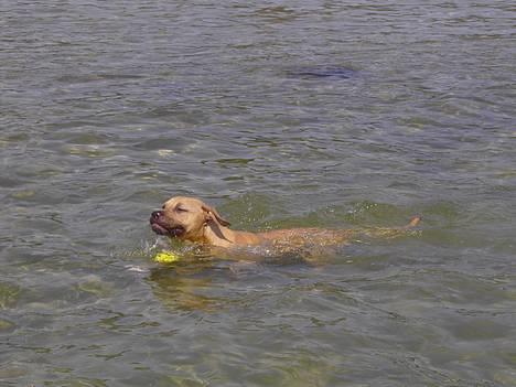 Amerikansk staffordshire terrier Malou Moniq - malou 6 måneder..svømmer ved Ahl-strand billede 6