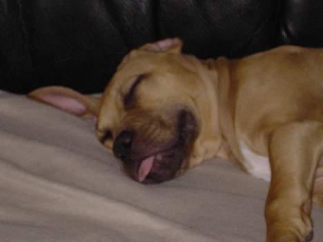 Amerikansk staffordshire terrier Malou Moniq - sover med tungen ude af munden...nuser sød... billede 7