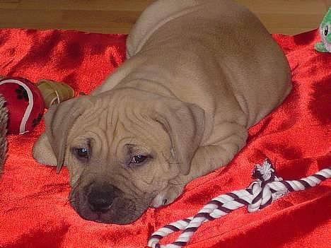 Amerikansk staffordshire terrier Malou Moniq - malou 8 1/2 uge billede 8