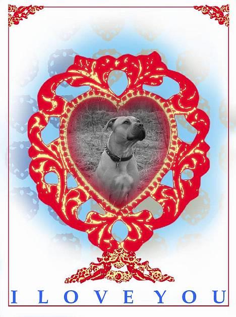 Amerikansk staffordshire terrier Malou Moniq - Malou 14 måneder billede 9