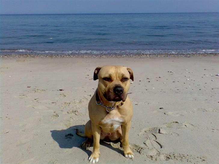 Amerikansk staffordshire terrier Malou Moniq billede 10