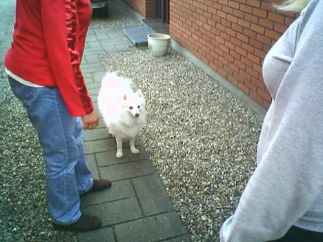 Japansk spids Sissi - sissi skal lige se hvad vi laver billede 1