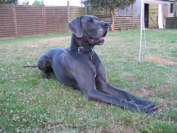 Grand danois Balou - en dejlig forårsdag i marts billede 1