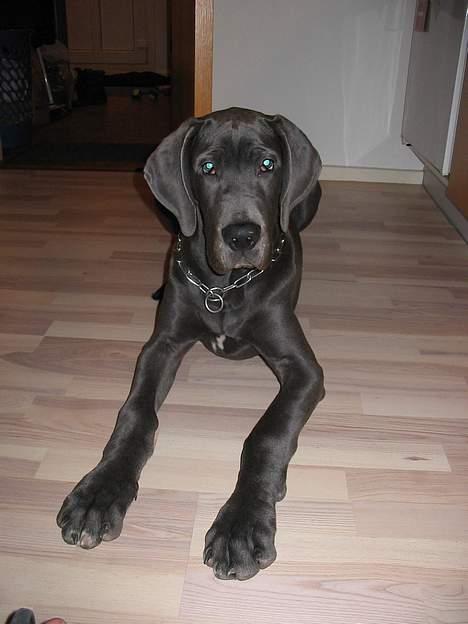 Grand danois Balou - balou som 5 mdr hvalp billede 2