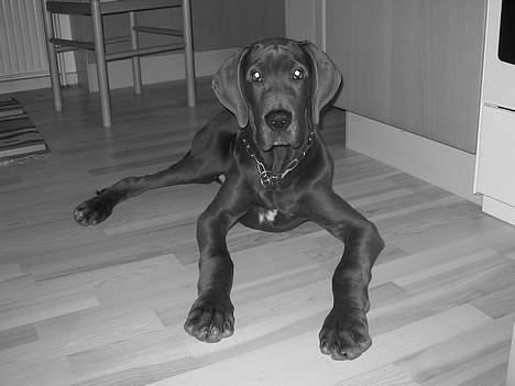 Grand danois Balou - balou 5 mdr...  billede 3