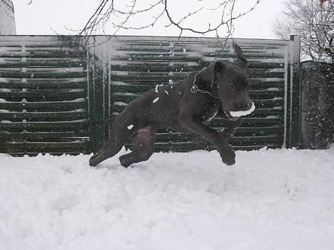 Grand danois Balou - Balou elsker sne, og hyggede sig vildt i vinters da det havde været snestorm og der var kommet nogle kæmpe driver billede 4