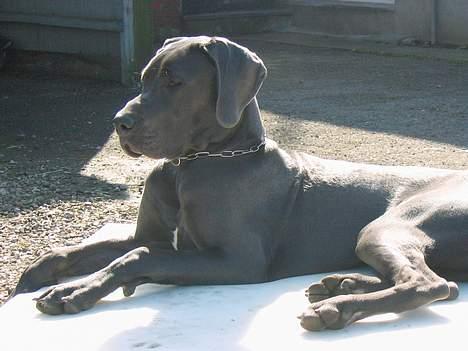 Grand danois Balou - ligger bare og nyder det gode vejr... billede 5