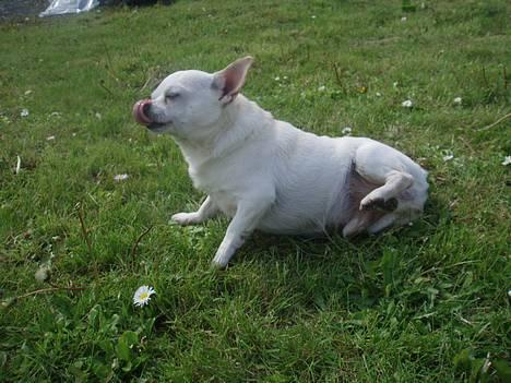 Chihuahua Chico DØD D.23-9-06 billede 2