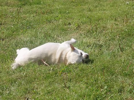 Chihuahua Chico DØD D.23-9-06 billede 3