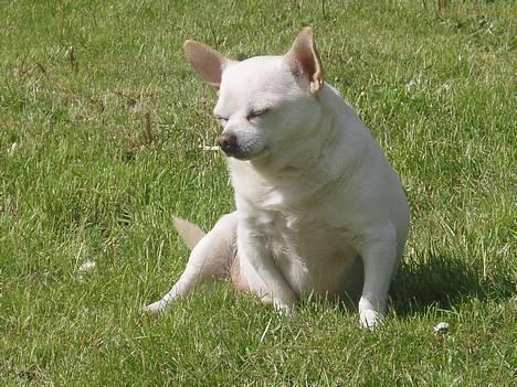 Chihuahua Chico DØD D.23-9-06 billede 4