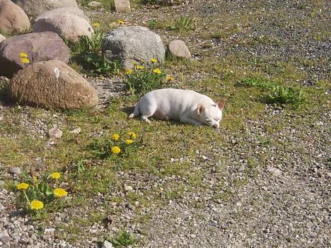 Chihuahua Chico DØD D.23-9-06 billede 5