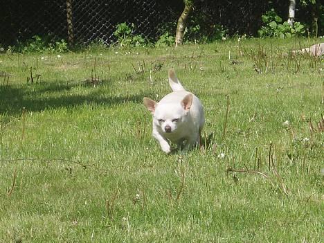 Chihuahua Chico DØD D.23-9-06 billede 6