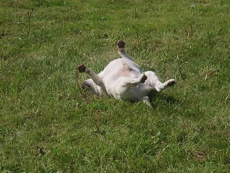 Chihuahua Chico DØD D.23-9-06 billede 7