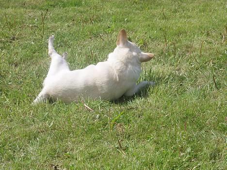 Chihuahua Chico DØD D.23-9-06 billede 8