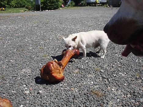 Chihuahua Chico DØD D.23-9-06 billede 9