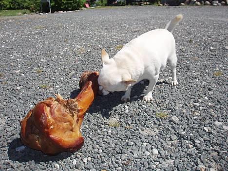 Chihuahua Chico DØD D.23-9-06 billede 10